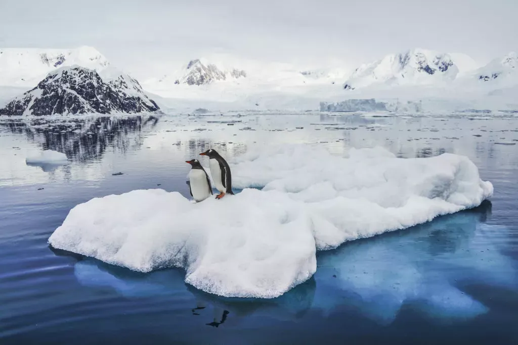 Penguins on ice